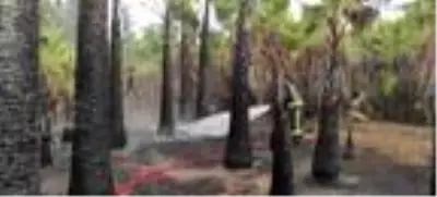 Son dakika: 30 yıllık 100 palmiye ağacı yangında küle döndü Son dakika: 30 yıllık 100 palmiye ağacı yangında küle döndü