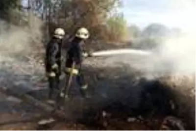 Son dakika: 30 yıllık 100 palmiye ağacı yangında küle döndü Son dakika: 30 yıllık 100 palmiye ağacı yangında küle döndü