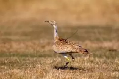 7 yıl sonra Türkiye'de görülen yakalı toy tekrar doğaya bırakıldı 7 yıl sonra Türkiye'de görülen yakalı toy tekrar doğaya bırakıldı