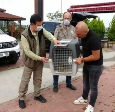 7 yıl sonra Türkiye'de görülen yakalı toy tekrar doğaya bırakıldı 7 yıl sonra Türkiye'de görülen yakalı toy tekrar doğaya bırakıldı