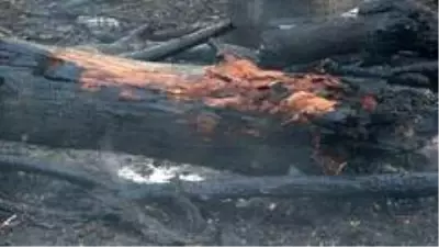 Son dakika haberi... Antalya'da korkutan palmiye yangını Son dakika haberi... Antalya'da korkutan palmiye yangını