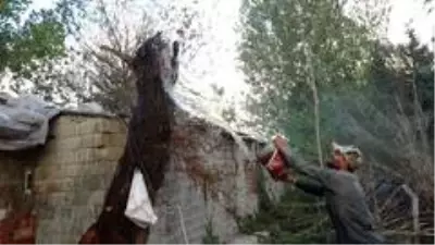 Son dakika haberi... Antalya'da korkutan palmiye yangını Son dakika haberi... Antalya'da korkutan palmiye yangını