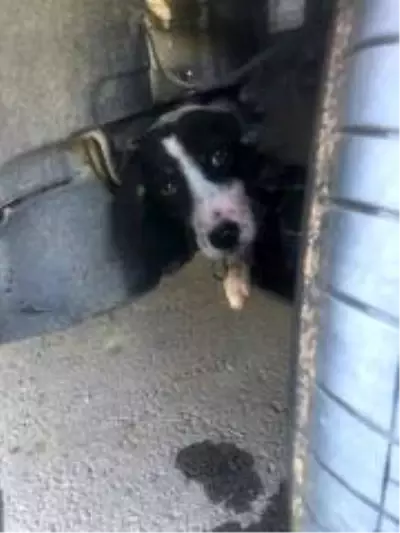Son dakika haberi! Aracın tekerliğinde sıkışan köpeği itfaiye kurtardı Son dakika haberi! Aracın tekerliğinde sıkışan köpeği itfaiye kurtardı