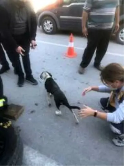 Son dakika haberi! Aracın tekerliğinde sıkışan köpeği itfaiye kurtardı Son dakika haberi! Aracın tekerliğinde sıkışan köpeği itfaiye kurtardı