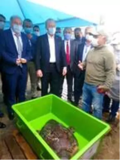 Aydın'da tedavisi tamamlanan caretta caretta denizi bırakıldı Aydın'da tedavisi tamamlanan caretta caretta denizi bırakıldı