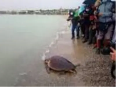 Aydın'da tedavisi tamamlanan caretta caretta denizi bırakıldı Aydın'da tedavisi tamamlanan caretta caretta denizi bırakıldı