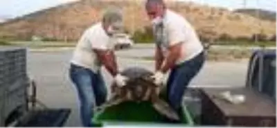Aydın'da tedavisi tamamlanan caretta caretta denizi bırakıldı Aydın'da tedavisi tamamlanan caretta caretta denizi bırakıldı