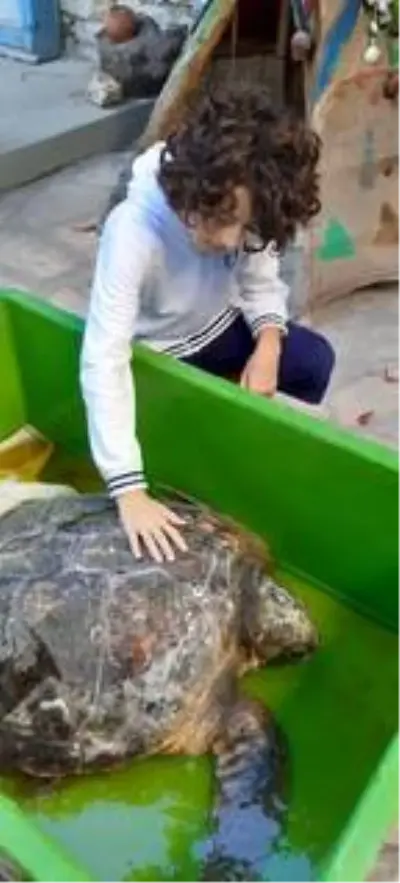 Aydın'da tedavisi tamamlanan caretta caretta denizi bırakıldı Aydın'da tedavisi tamamlanan caretta caretta denizi bırakıldı