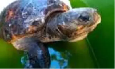 Aydın'da tedavisi tamamlanan caretta caretta denizi bırakıldı Aydın'da tedavisi tamamlanan caretta caretta denizi bırakıldı