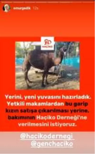 Bursa'da bir 'Garip' deve hikayesi Bursa'da bir 'Garip' deve hikayesi