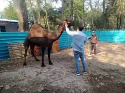 Bursa'da bir 'Garip' deve hikayesi Bursa'da bir 'Garip' deve hikayesi
