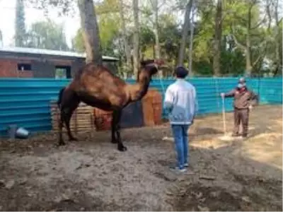 Bursa'da bir 'Garip' deve hikayesi Bursa'da bir 'Garip' deve hikayesi