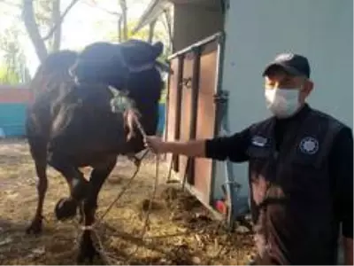 Bursa'da bir 'Garip' deve hikayesi Bursa'da bir 'Garip' deve hikayesi