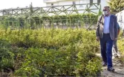 Karacabey'de tıbbi ve aromatik bitki üretimleriyle kırsal kesime katkı sağlanacak Karacabey'de tıbbi ve aromatik bitki üretimleriyle kırsal kesime katkı sağlanacak