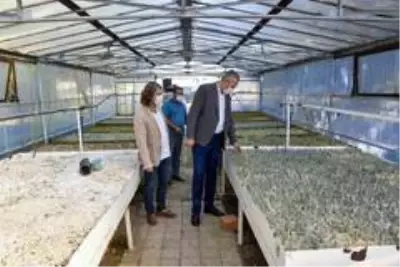 Karacabey'de tıbbi ve aromatik bitki üretimleriyle kırsal kesime katkı sağlanacak Karacabey'de tıbbi ve aromatik bitki üretimleriyle kırsal kesime katkı sağlanacak