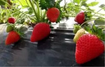Çilek gelir kapısı oldu Çilek gelir kapısı oldu
