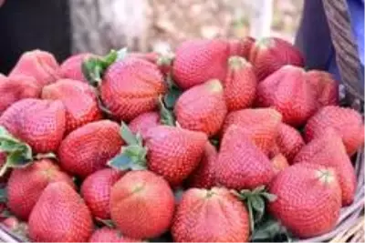 Çilek gelir kapısı oldu Çilek gelir kapısı oldu