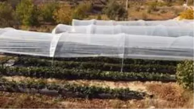 Çilek gelir kapısı oldu Çilek gelir kapısı oldu
