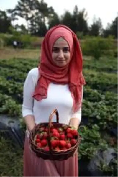 Çilek gelir kapısı oldu Çilek gelir kapısı oldu