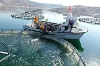 Denizi olmayan Kayseri'den Japonya ve Rusya'ya 'Somon' ihracatı Denizi olmayan Kayseri'den Japonya ve Rusya'ya 'Somon' ihracatı
