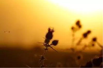 Doğu Anadolu'da gece sıcaklık sıfırın altında 4 dereceye düştü Doğu Anadolu'da gece sıcaklık sıfırın altında 4 dereceye düştü