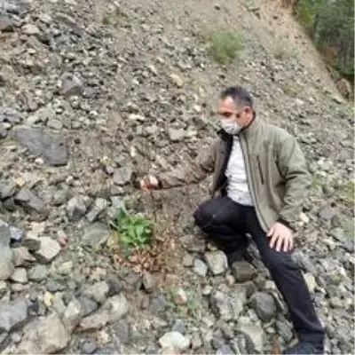 Düzce'ye özgü bitkilerin yoğunluk tespiti yapıldı Düzce'ye özgü bitkilerin yoğunluk tespiti yapıldı