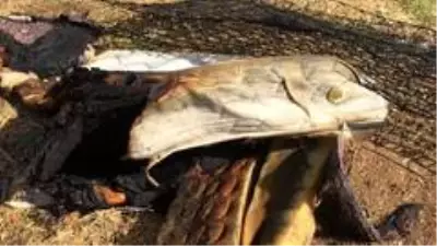 Son dakika! Elazığ'da yangında 8 aylık bebek öldü, 2 çocuk yaralandı Son dakika! Elazığ'da yangında 8 aylık bebek öldü, 2 çocuk yaralandı