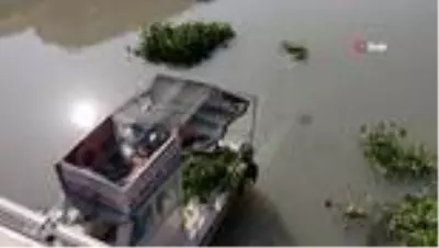 Hatay'da su sümbülleriyle mücadele sürüyor Hatay'da su sümbülleriyle mücadele sürüyor