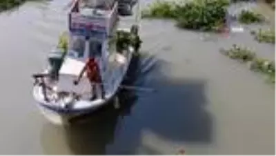 Hatay'da su sümbülleriyle mücadele sürüyor Hatay'da su sümbülleriyle mücadele sürüyor
