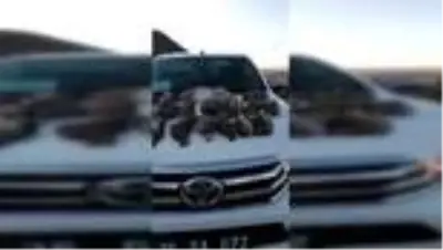 Kaçak avlanan 6 kişiye 22 bin 151 lira para cezası kesildi Kaçak avlanan 6 kişiye 22 bin 151 lira para cezası kesildi
