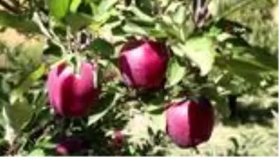 Kapalı Çarşı esnafıyken İran sınırındaki bahçesiyle örnek oldu Kapalı Çarşı esnafıyken İran sınırındaki bahçesiyle örnek oldu