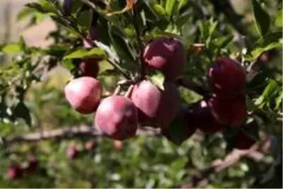 Kapalı Çarşı esnafıyken İran sınırındaki bahçesiyle örnek oldu Kapalı Çarşı esnafıyken İran sınırındaki bahçesiyle örnek oldu