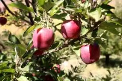 Kapalı Çarşı esnafıyken İran sınırındaki bahçesiyle örnek oldu Kapalı Çarşı esnafıyken İran sınırındaki bahçesiyle örnek oldu
