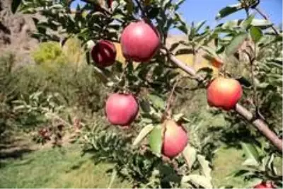 Kapalı Çarşı esnafıyken İran sınırındaki bahçesiyle örnek oldu Kapalı Çarşı esnafıyken İran sınırındaki bahçesiyle örnek oldu