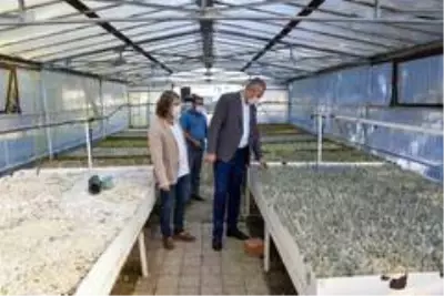 Karacabey'de tıbbi ve aromatik bitki üretimleriyle kırsal kesime katkı sağlanacak Karacabey'de tıbbi ve aromatik bitki üretimleriyle kırsal kesime katkı sağlanacak