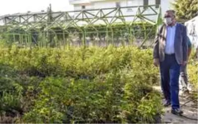 Karacabey'de tıbbi ve aromatik bitki üretimleriyle kırsal kesime katkı sağlanacak Karacabey'de tıbbi ve aromatik bitki üretimleriyle kırsal kesime katkı sağlanacak