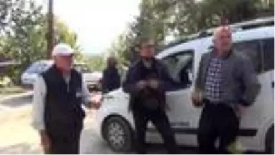Kestane üreticisinin başı gal arısıyla dertte Kestane üreticisinin başı gal arısıyla dertte