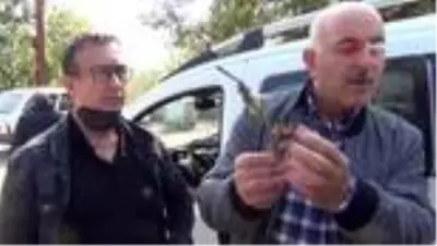 Kestane üreticisinin başı gal arısıyla dertte Kestane üreticisinin başı gal arısıyla dertte