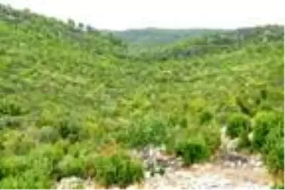 Manavgat'ta defne yaprağından 5 milyon lira gelir bekleniyor Manavgat'ta defne yaprağından 5 milyon lira gelir bekleniyor