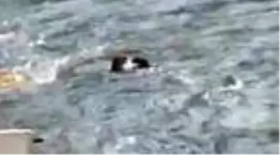 Munzur Nehri'nde su samurları kameraya yansıdı Munzur Nehri'nde su samurları kameraya yansıdı
