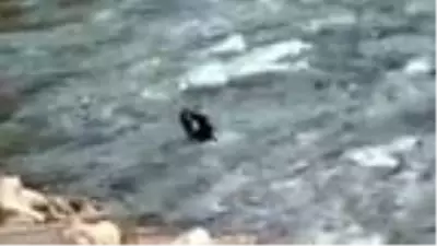 Munzur Nehri'nde su samurları kameraya yansıdı Munzur Nehri'nde su samurları kameraya yansıdı