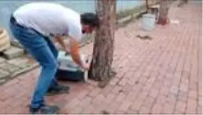 Otomobilin çarptığı sincap tedavi edilerek yeniden doğaya salındı Otomobilin çarptığı sincap tedavi edilerek yeniden doğaya salındı