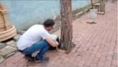 Otomobilin çarptığı sincap tedavi edilerek yeniden doğaya salındı Otomobilin çarptığı sincap tedavi edilerek yeniden doğaya salındı