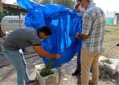 Özel öğrencilerden zeytin hasadı Özel öğrencilerden zeytin hasadı