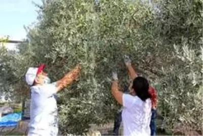 Özel öğrencilerden zeytin hasadı Özel öğrencilerden zeytin hasadı