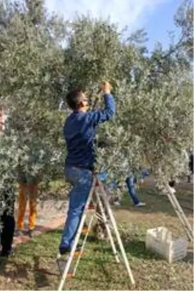 Özel öğrencilerden zeytin hasadı Özel öğrencilerden zeytin hasadı