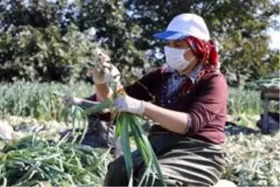 Pırasa verimi ve fiyatı ile çiftçinin yüzünü güldürdü Pırasa verimi ve fiyatı ile çiftçinin yüzünü güldürdü
