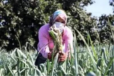 Pırasa verimi ve fiyatı ile çiftçinin yüzünü güldürdü Pırasa verimi ve fiyatı ile çiftçinin yüzünü güldürdü