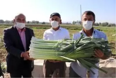 Pırasa verimi ve fiyatı ile çiftçinin yüzünü güldürdü Pırasa verimi ve fiyatı ile çiftçinin yüzünü güldürdü