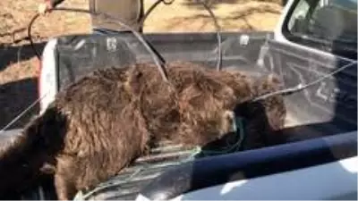 Sarıkamış'ta Yol Kenarında Yaralı Ayı Bulundu Sarıkamış'ta Yol Kenarında Yaralı Ayı Bulundu